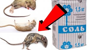Как избавиться от мышей За 3 Секунды! !!!! !...