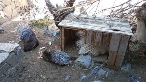 Дикобразы вышли на завтрак 26.08.2025