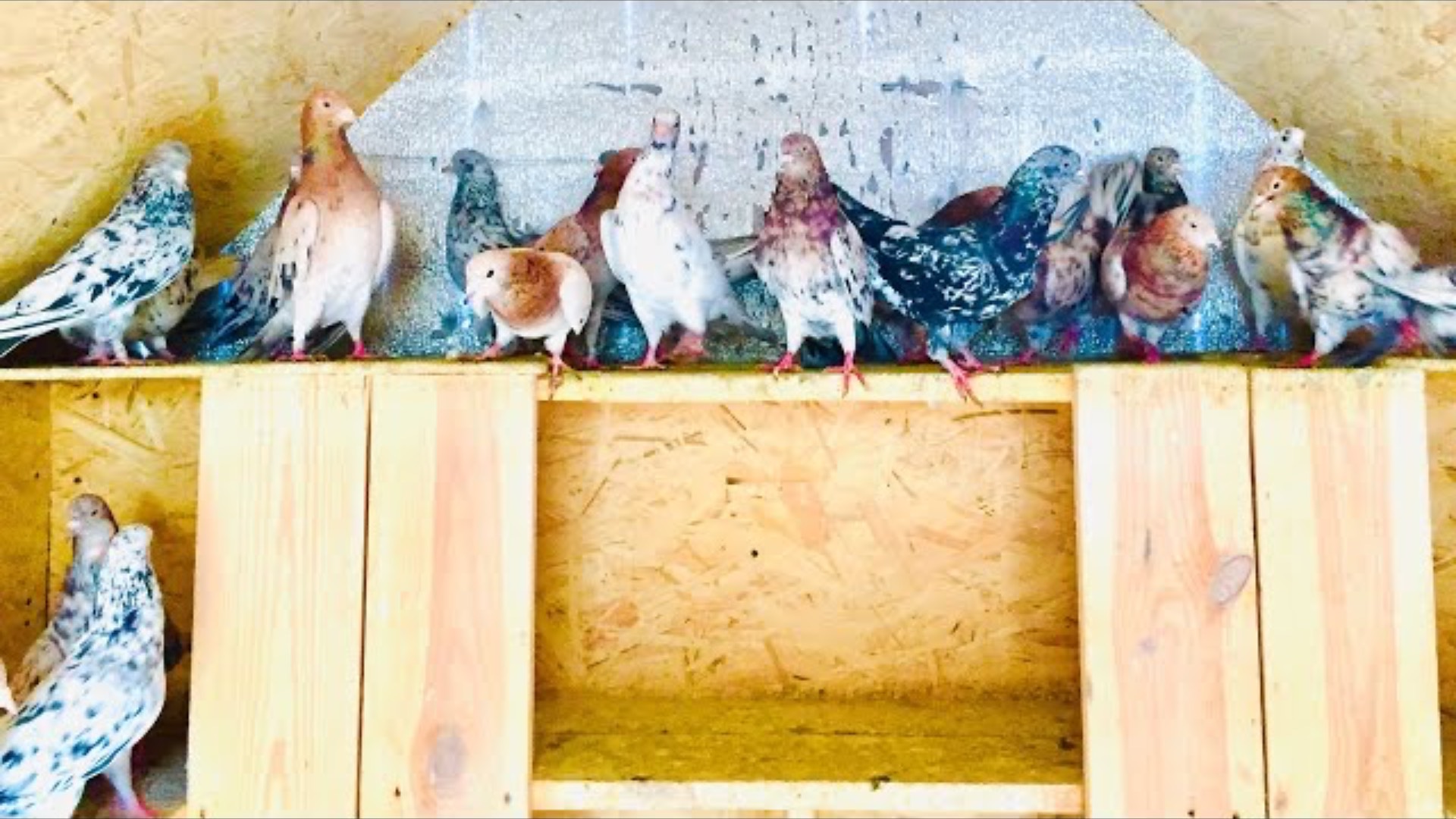 Бакинские Голуби Мраморные! Самцы на племя 2021 г / Baku Pigeons Marble! Males per tribe 2021 god! смотреть онлайн