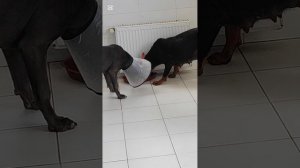 Перевезла Ротвеллершу из Идеа в Бети клинику