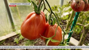 Богатый урожай Севера: садоводы Покачей удивляют разнообразием культур