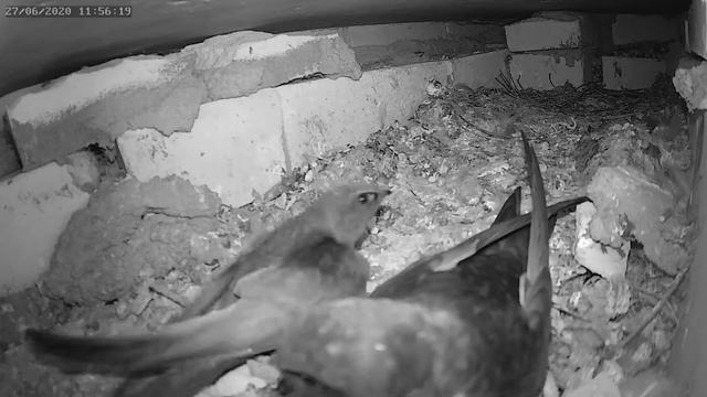 Встреча стрижей - Meeting of the swifts смотреть онлайн