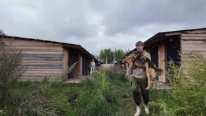 В Пыть-Яхе больше 200 бездомных собак переезжают во временный приют