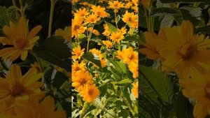 Памятники города на Неве