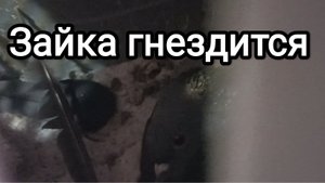 12-09-2025. Зайка гнездится.