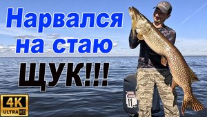 НАРВАЛСЯ НА СТАЮ ЩУК!!!