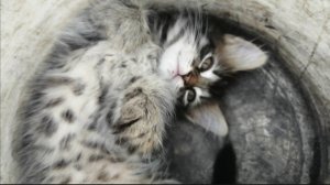 Милые котята в теплице