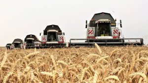 Урожай зерна в России в 2025 году составил около ста тридцать миллионов тонн
