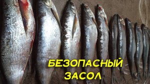 Вяленая чехонь Как засолить чехонь вкусно, безопасно и людей не заразить Как сушить рыбу правильно