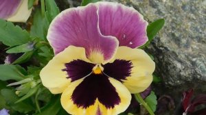 03=05=2025 ник     (19)  ЦВЕТ .