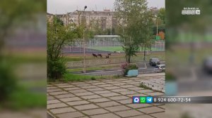 Бездомные собаки обосновались у школы № 3 в Братске