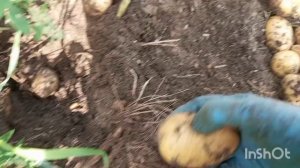 КОПАЮ КАРТОШКУ НА НЕУХОЖЕННОМ ОГОРОДЕ