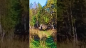 💖В походе на гору Пески мы встретили лося