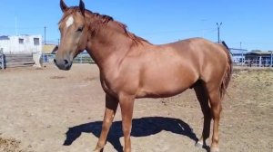 донской жеребец Бабник