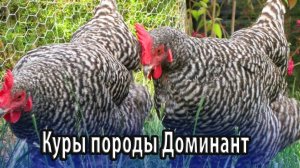 Куры яйценоской породы Доминант
