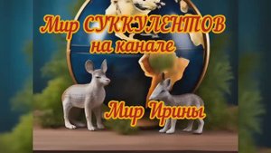 Видео полезно для начинающих любителей суккулентов ●БОЛТАЛКА ● Приглашаю в мир суккулентов ●●●