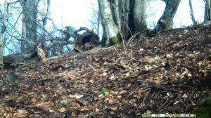 Голуби в декабре.