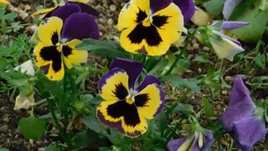 03=05=2025 ник     (13)  ЦВЕТ .