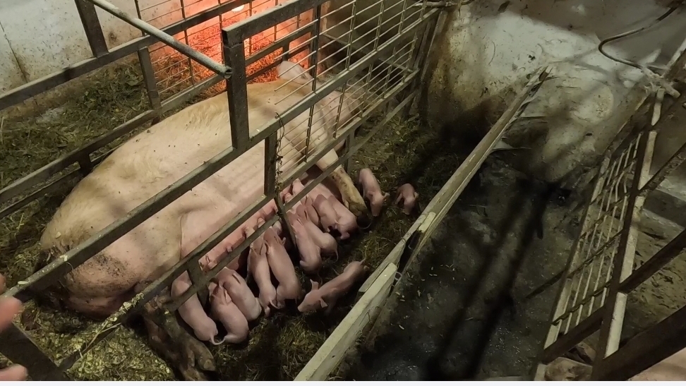 Добрый опорос бывалой свиноматки спустя 5 месяцев смотреть онлайн