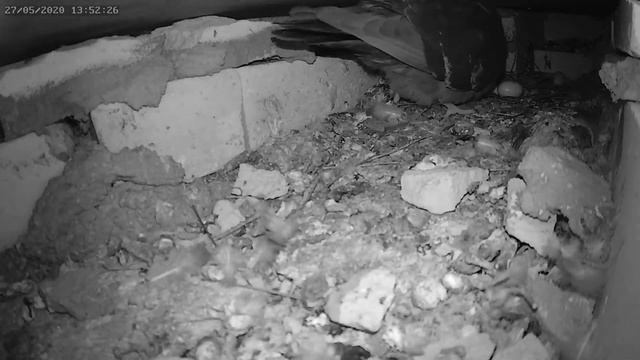 Голубь бросил яйца 1 - The pigeon threw the eggs 1 смотреть онлайн