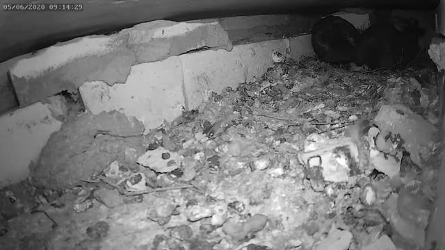 Голубь кормит вылупившегося птенца 1 - The pigeon feeds the hatched chick 1 смотреть онлайн