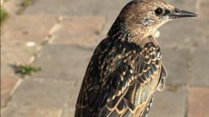 С добрым утром. Музыкальная открытка пожелание