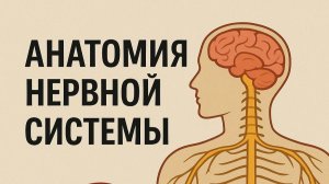 Анатомия Нервной системы