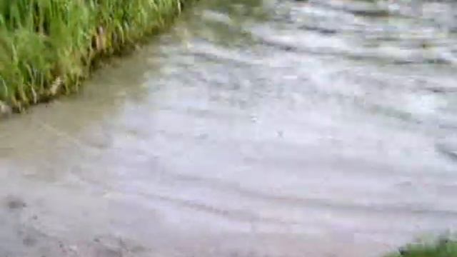 Лох-несское чудовище средь бела дня - Loch Ness Monster in broad daylight смотреть онлайн