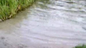 Лох-несское чудовище средь бела дня - Loch Ness Monster in broad daylight