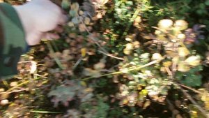 В тундре 04.09.2025 81