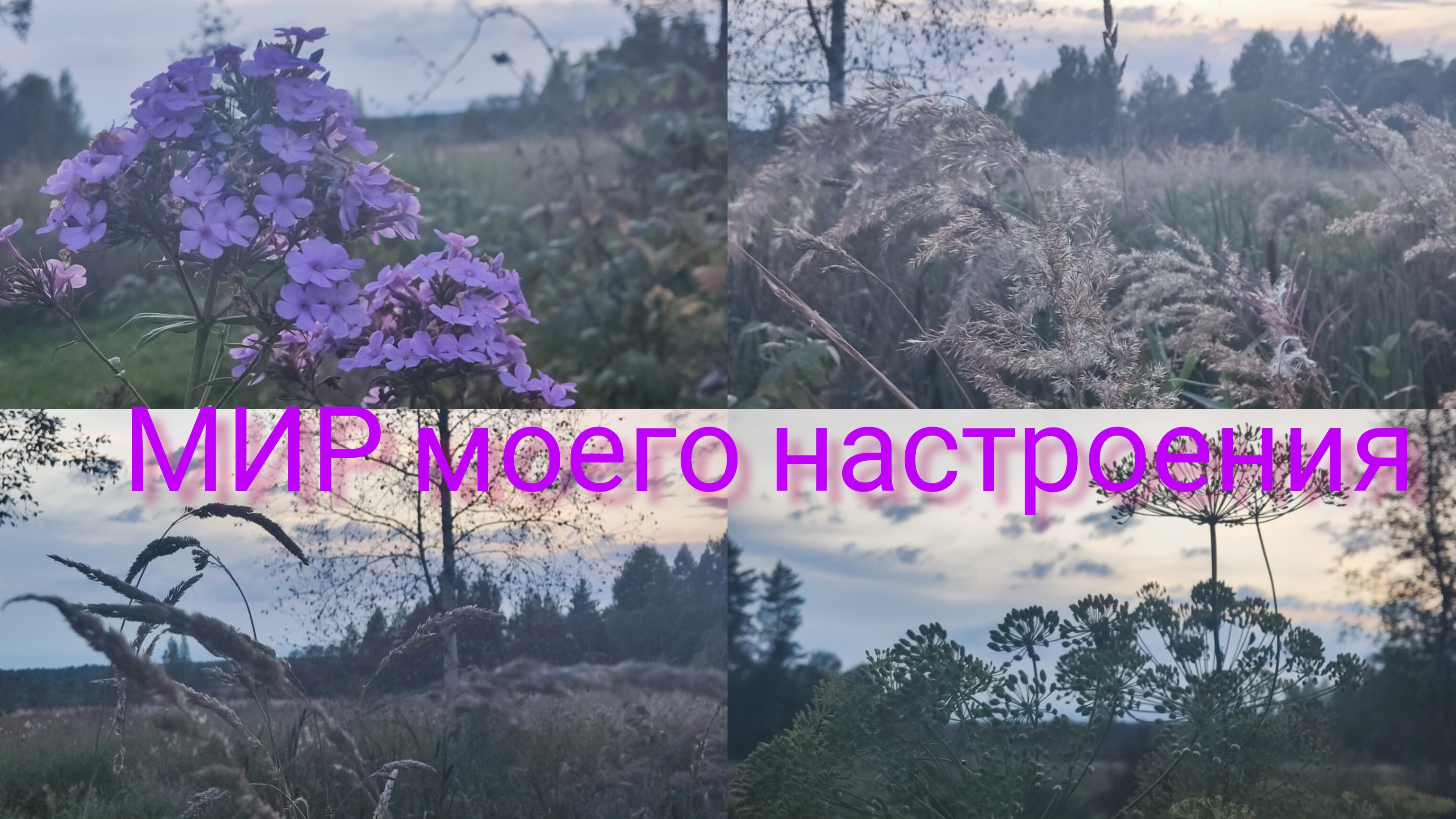 12.09.25 Дача Выборг.Урожай баклажан.Вечер пятница,краски осени.