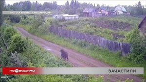 За месяц медведи 20 раз выходили к людям в Иркутской области