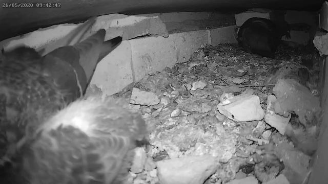 Голубь кормит птенца 26.05.2020 г. - The pigeon feeds the chick 26.05.2020. смотреть онлайн