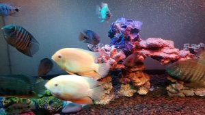 Цихлиды Южная Америка