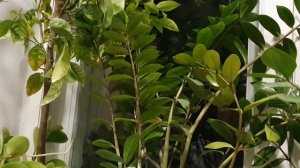 Васильково-полынная грусть...