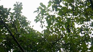 Обзор нашей сливы