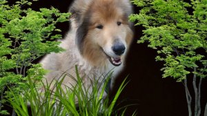 Гуляем с Ричем собака колли #колли #собака #прогулка