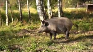 2025-09-12 ТГ Медведково. В национальном парке Лосиный остров Фрося и Степан начали зажировку.