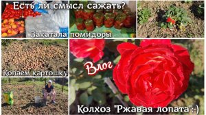 Съездили на оптовый рынок. Смысл сажать? Закатала помидоры. Колхоз «Ржавая лопата»😃 Копаем картошку