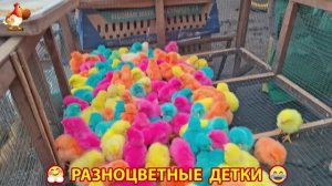 Цыплята и утята милые пушистики растут на радость хозяину (84)