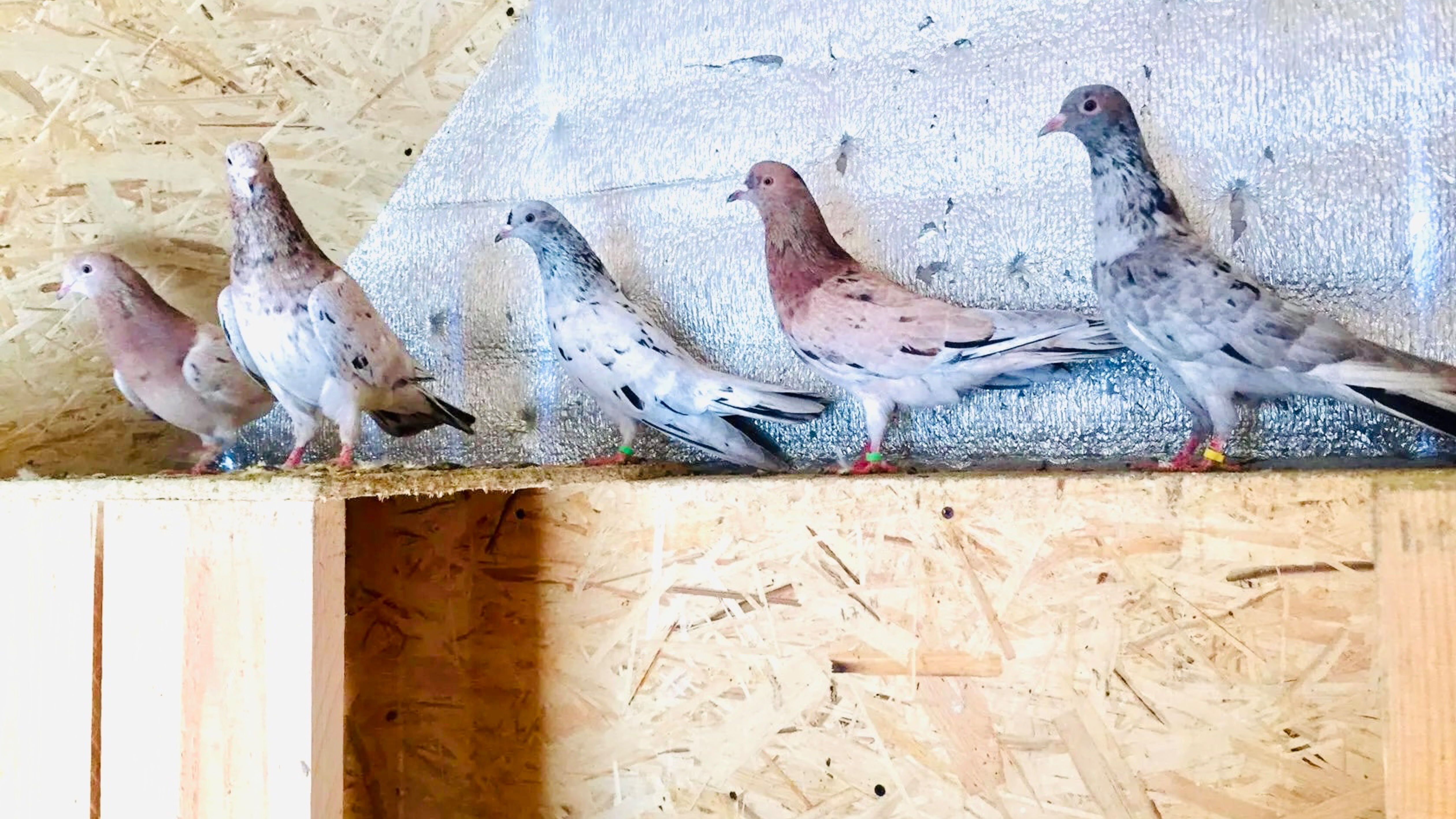 Мои мраморные бакинские голуби. Вечернее кормление / My marble Baku pigeons. evening feeding смотреть онлайн