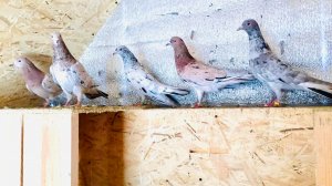 Мои мраморные бакинские голуби. Вечернее кормление / My marble Baku pigeons. evening feeding