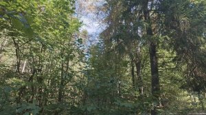 песни на пару с рябчиком + третий)