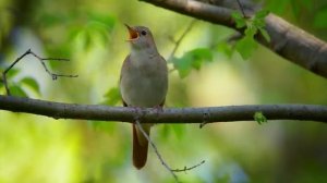 УТРО ИНГУШЕТИИ  15.09.25