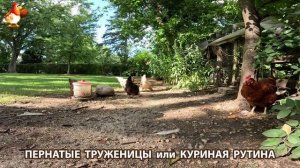 Куры несушки свободного выгула и их обычная куриная рутина – эпизод (697)