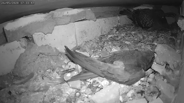 Стриж атакует гнездо голубей 26.05.2020 г. - A swift attack a nest of pigeons 26.05.2020. смотреть онлайн