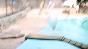 Пеликаны в ожидании завтрака 26.08.2025