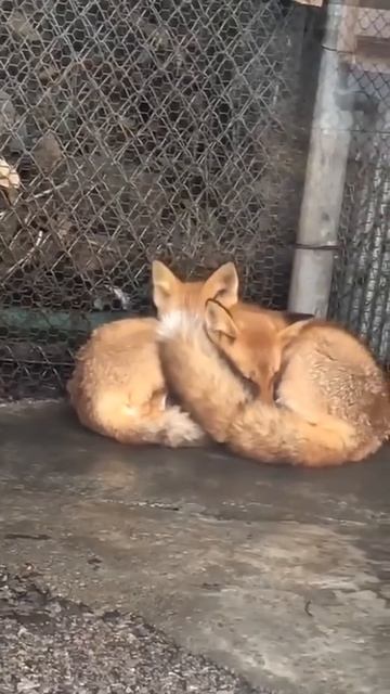 Вместе теплее 😺