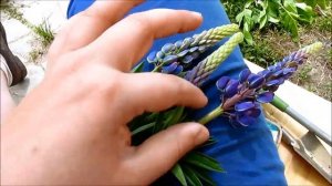 27-2018 ДАЧНЫЙ ВЛОГ _ Успеть за 24 часа! _ Вся ПРАВДА о ЛЮПИНах _ Новое КРЫЛЬЦО _ Elena Pero