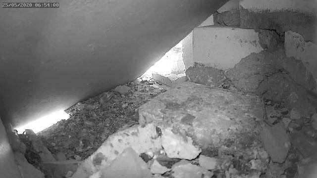 Стриж 2 атакует гнездо голубей 25.05.2020 г. - A swift 2 attack on a nest of pigeons 25.05.2020. смотреть онлайн